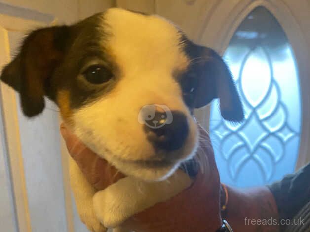 Jack Russell Puppies for sale