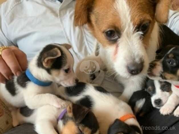 Jack Russell puppies ready to go for sale in Ashford, Surrey