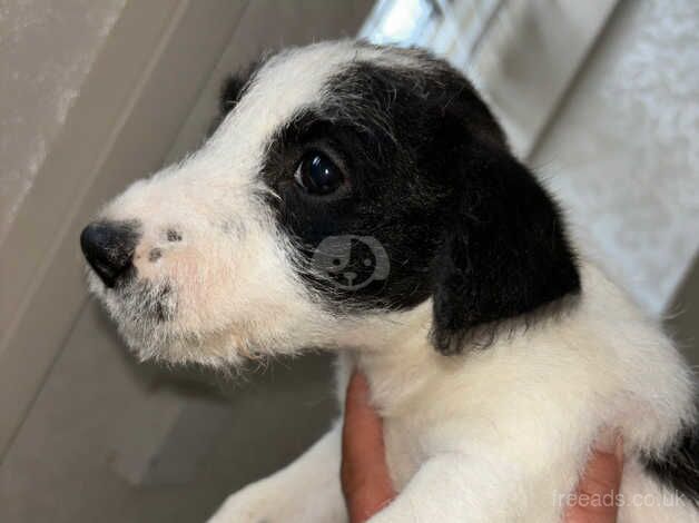 Jack Russell puppies READY TO GO for sale in Walsall, West Midlands - Image 1