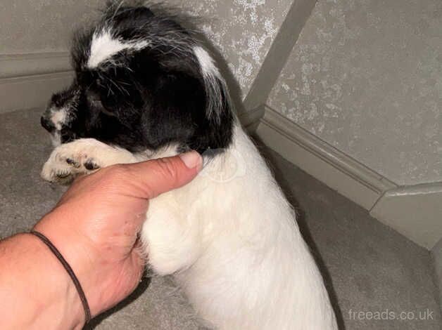 Jack Russell puppies READY TO GO for sale in Walsall, West Midlands - Image 2