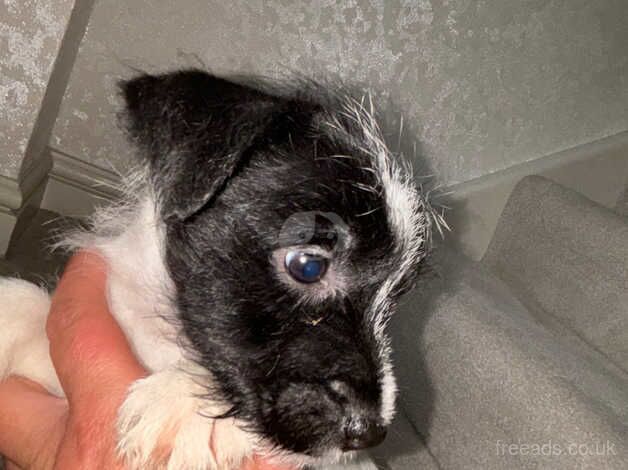 Jack Russell puppies READY TO GO for sale in Walsall, West Midlands - Image 3