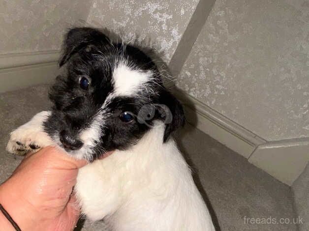 Jack Russell puppies READY TO GO for sale in Walsall, West Midlands - Image 4