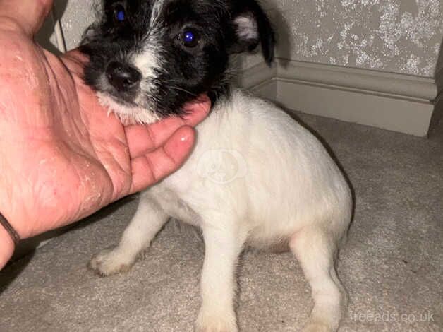 Jack Russell puppies READY TO GO for sale in Walsall, West Midlands - Image 5