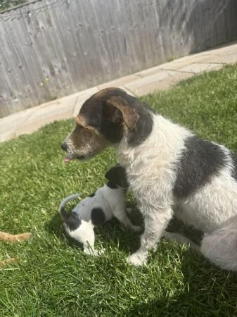 Jack Russell Puppies ready to leave for sale in Swindon, Wiltshire - Image 1