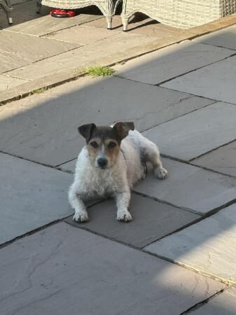 Jack Russell Puppies ready to leave for sale in Swindon, Wiltshire - Image 2