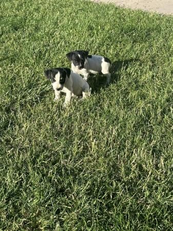 Jack Russell Puppies ready to leave for sale in Swindon, Wiltshire - Image 3