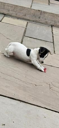 Jack Russell Puppies ready to leave for sale in Swindon, Wiltshire - Image 4