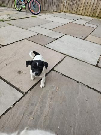 Jack Russell Puppies ready to leave for sale in Swindon, Wiltshire - Image 5