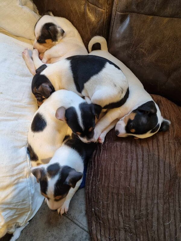 Jack Russell Puppies - Smooth coated, straight legged for sale in Pencoed, Mid Glamorgan