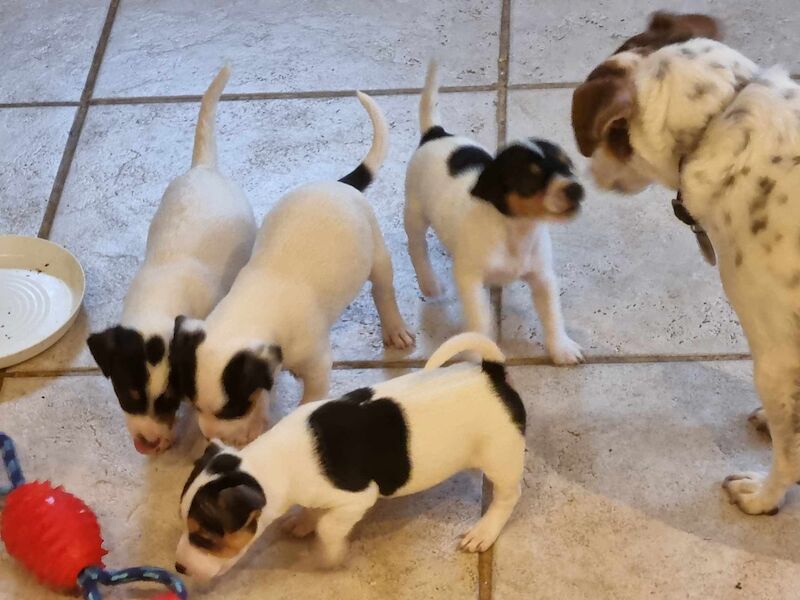 Jack Russell Puppies - Smooth coated, straight legged for sale in Pencoed, Mid Glamorgan - Image 2