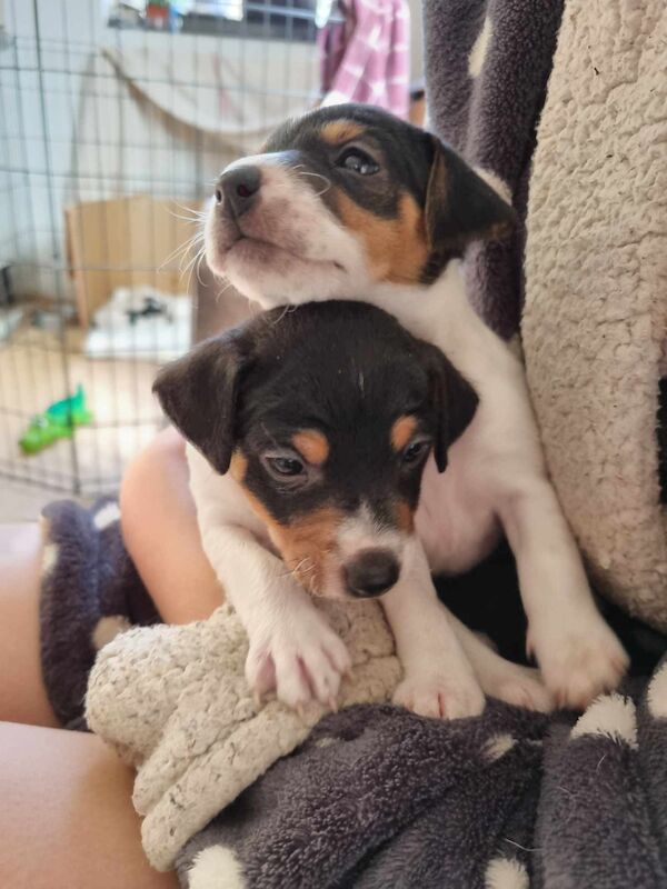 Jack Russell Puppies - Smooth coated, straight legged for sale in Pencoed, Mid Glamorgan - Image 3