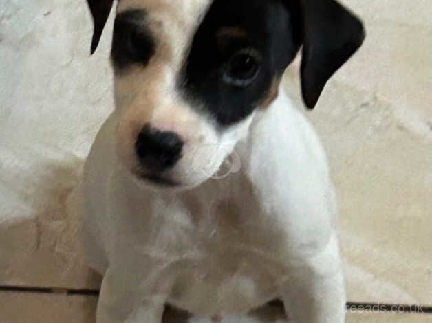 Jack Russell puppies. Turriff for sale in Turriff, Aberdeenshire