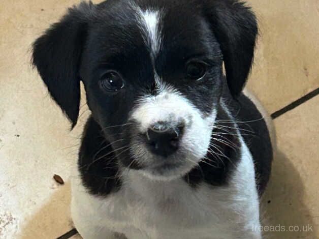 Jack Russell puppies. Turriff for sale in Turriff, Aberdeenshire - Image 2