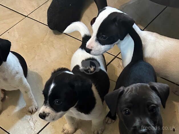 Jack Russell puppies. Turriff for sale in Turriff, Aberdeenshire - Image 3