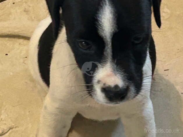 Jack Russell puppies. Turriff for sale in Turriff, Aberdeenshire - Image 4