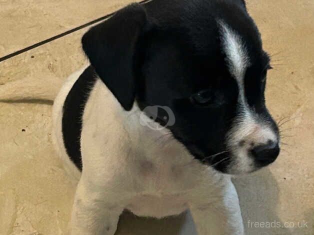 Jack Russell puppies. Turriff for sale in Turriff, Aberdeenshire - Image 5