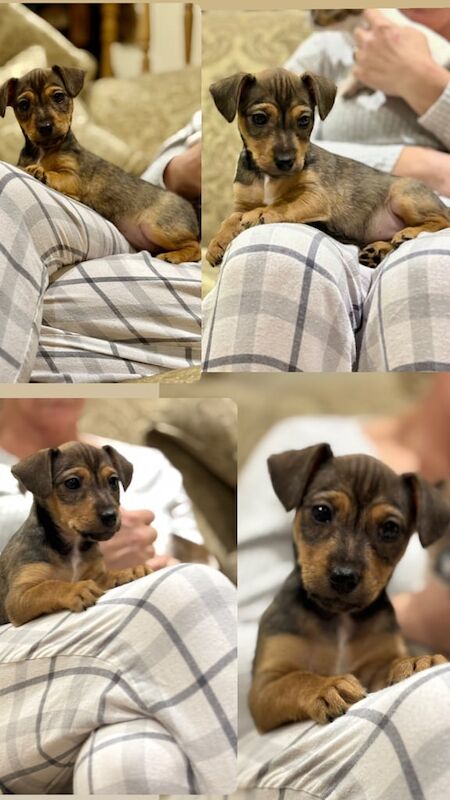 Jack Russell Puppies vet check, microchip & 1st vaccination for sale in New Haw, Surrey