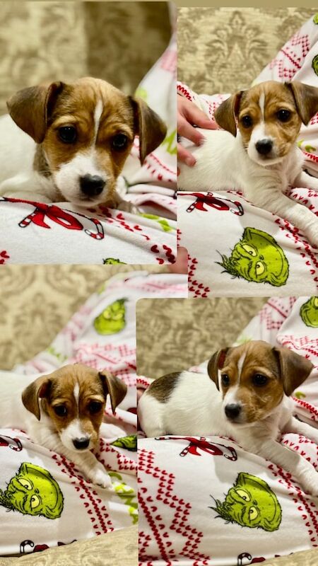 Jack Russell Puppies vet check, microchip & 1st vaccination for sale in New Haw, Surrey - Image 3