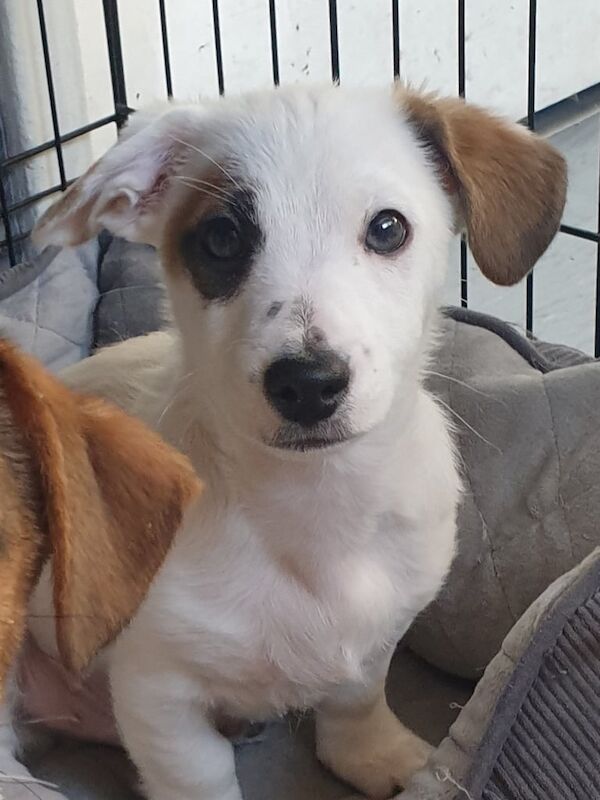 Jack Russell puppy for sale in Newcastle upon Tyne, Tyne and Wear