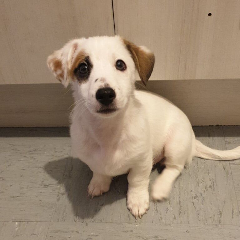 Jack Russell puppy for sale in Newcastle upon Tyne, Tyne and Wear - Image 2