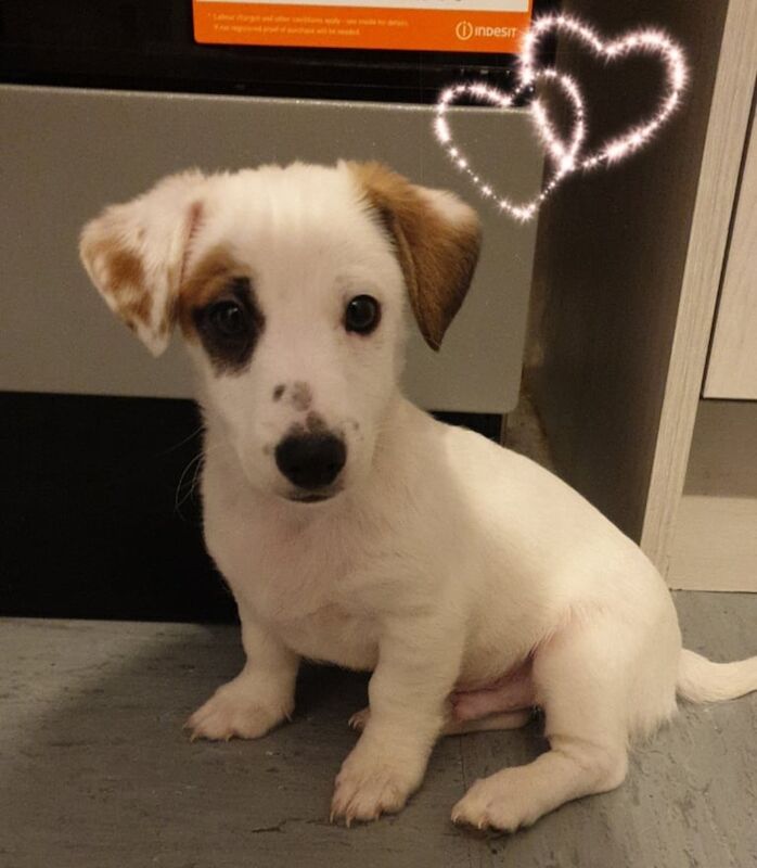 Jack Russell puppy for sale in Newcastle upon Tyne, Tyne and Wear - Image 3