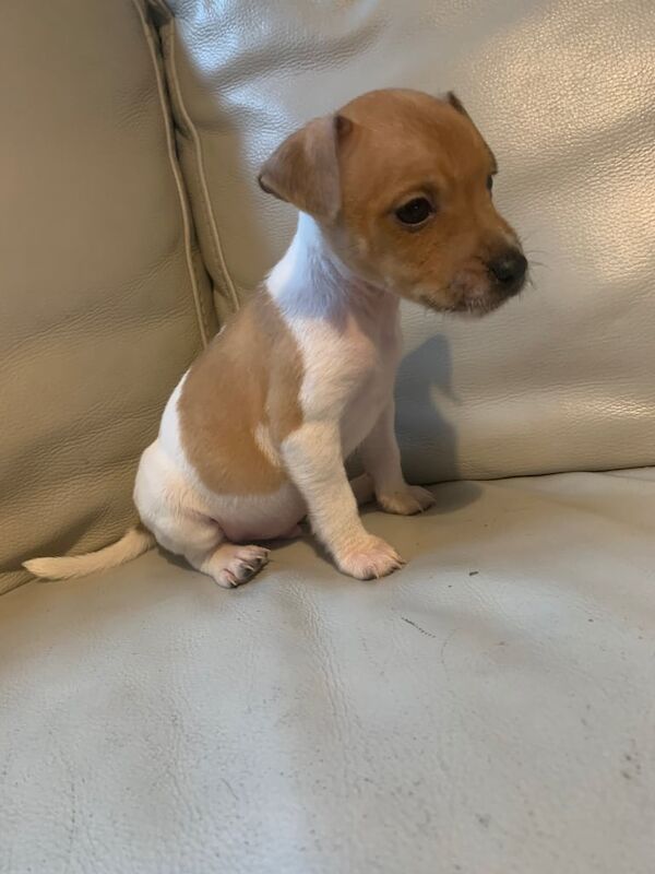 Jack Russell puppy for sale in Cardenden, Fife