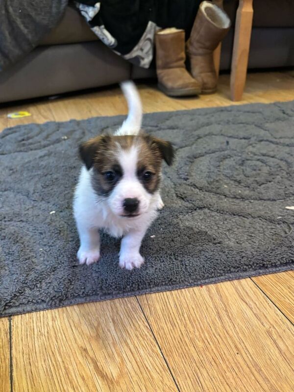 Jack Russell Puppy for sale in Hythe, Hampshire