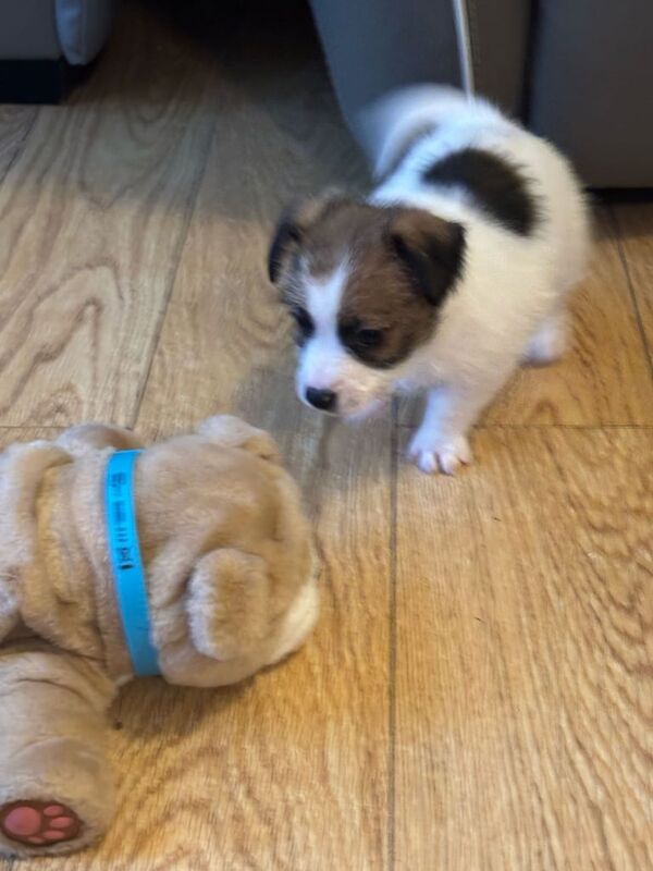 Jack Russell Puppy for sale in Hythe, Hampshire - Image 2