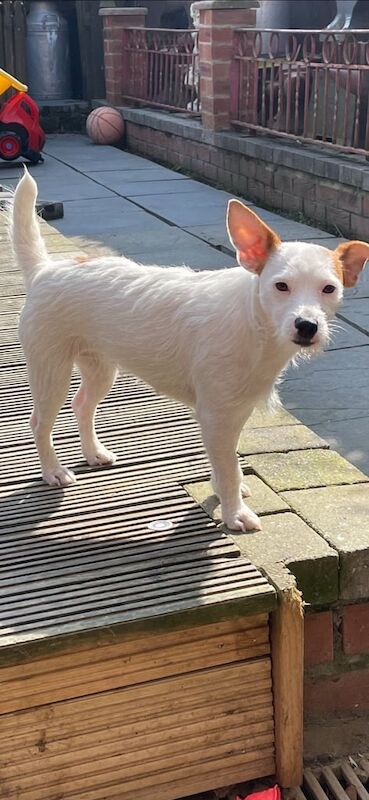 Jack Russell Puppy for sale in Hythe, Hampshire - Image 3