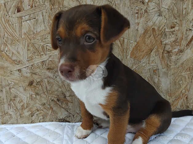 Jack Russell puppy boy. 1 left for sale in Tring, Hertfordshire