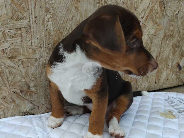 Jack Russell puppy boy. 1 left for sale in Tring, Hertfordshire - Image 2