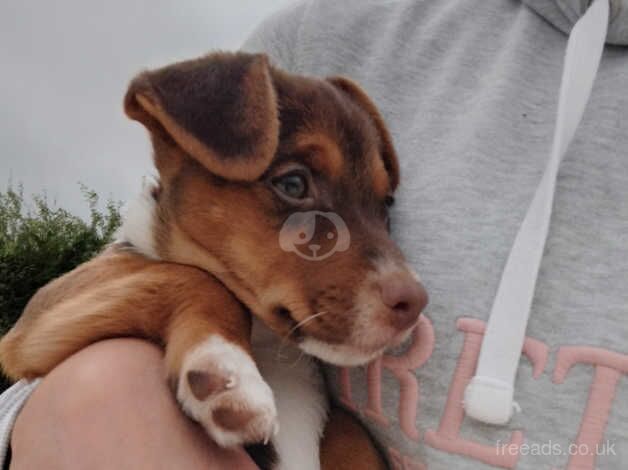 Jack Russell puppy boy. 1 left for sale in Tring, Hertfordshire - Image 3