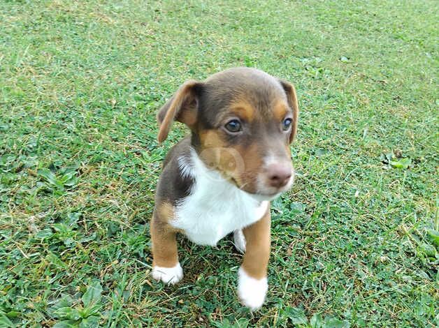 Jack Russell puppy boy. 1 left for sale in Tring, Hertfordshire - Image 4