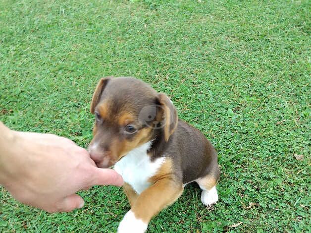 Jack Russell puppy boy. 1 left for sale in Tring, Hertfordshire - Image 5