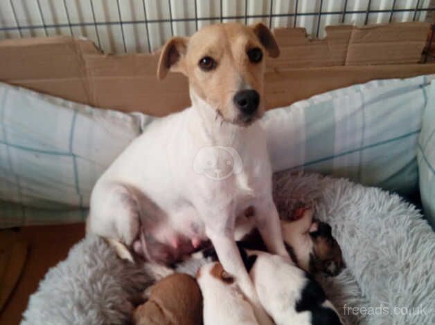 Jack Russell puppies two boys for sale in Bristol - Image 2