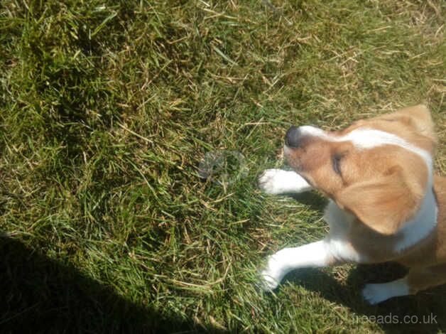 Jack Russell puppies two boys for sale in Bristol - Image 3