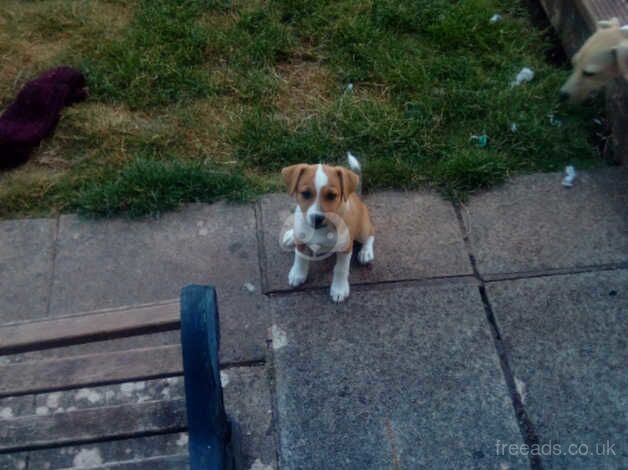 Jack Russell puppies two boys for sale in Bristol - Image 4