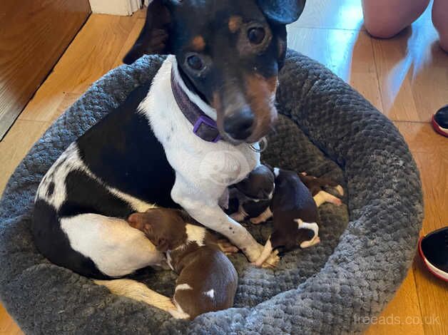 Jack Russell puppy girl for sale in Wednesbury, West Midlands - Image 5