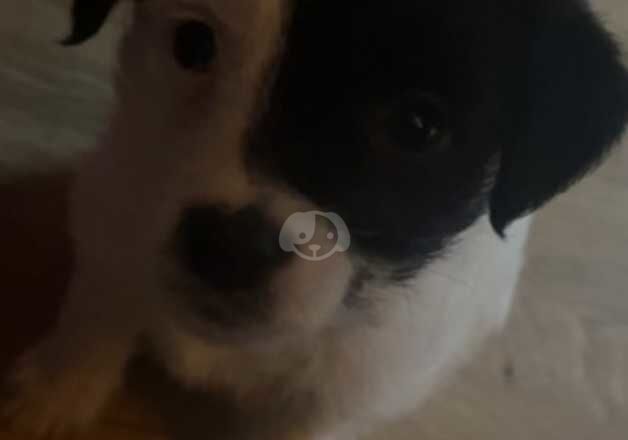 Jack Russell puppy for sale in Bishopdown, Wiltshire - Image 2