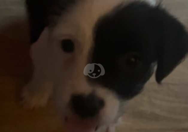 Jack Russell puppy for sale in Bishopdown, Wiltshire - Image 3