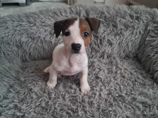 Jack russell puppy for sale in Blackpool, Lancashire