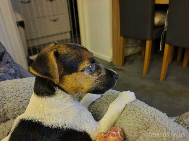 Jack russell puppy for sale in Brentwood, Essex