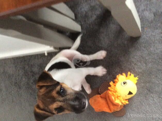 Jack Russell puppy for sale in Brentwood, Essex