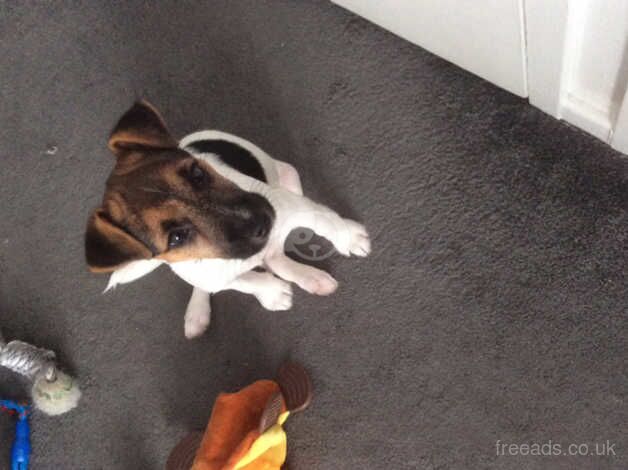 Jack Russell puppy for sale in Brentwood, Essex - Image 2