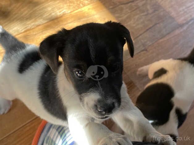 Jack Russell puppy for sale in Chipping Norton, Oxfordshire - Image 1