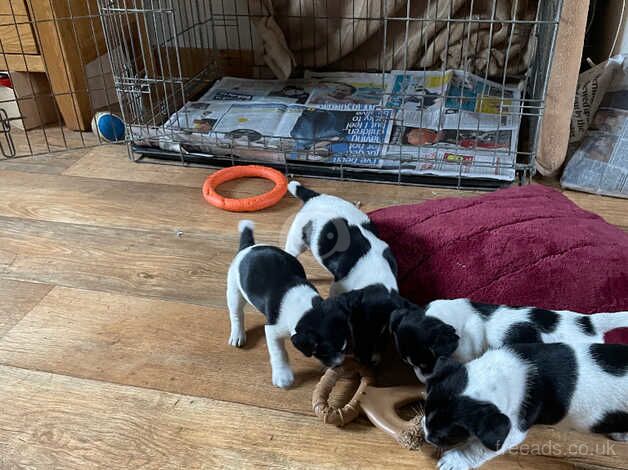 Jack Russell puppy for sale in Chipping Norton, Oxfordshire - Image 2