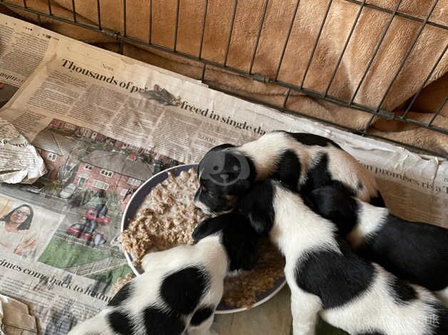 Jack Russell puppy for sale in Chipping Norton, Oxfordshire - Image 3