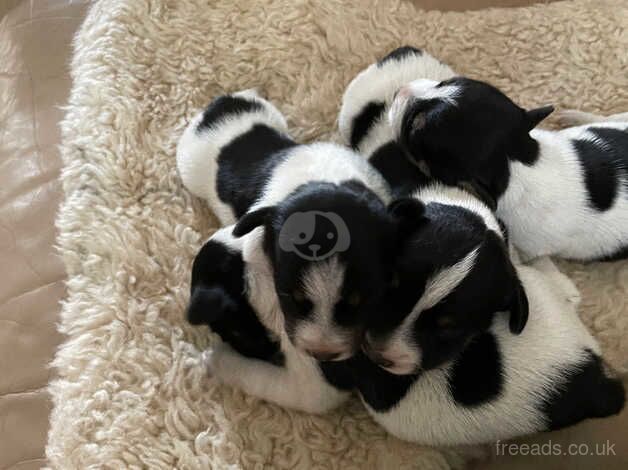 Jack Russell puppy for sale in Chipping Norton, Oxfordshire - Image 4