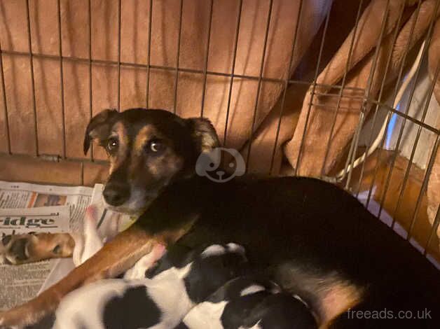 Jack Russell puppy for sale in Chipping Norton, Oxfordshire - Image 5