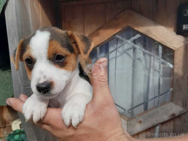 Jack Russell puppy for sale in Cranbrook, Redbridge, Greater London - Image 1